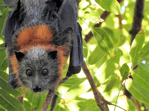 pics of flying fox|pictures of flying foxes australia.